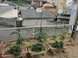 トマト