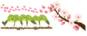 ﾒｼﾞﾛと桜