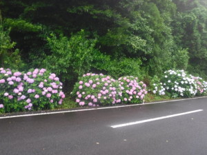 DSCF6292