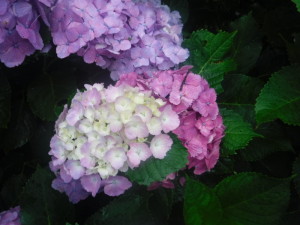 DSCF6296