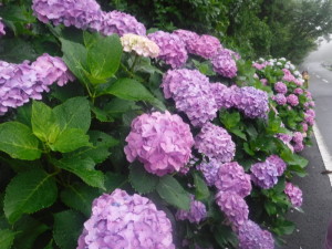 DSCF6297