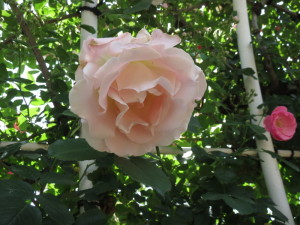 IMG_9591