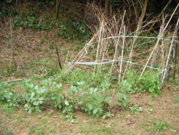 槙の木農園②