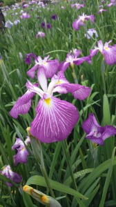 20150603_104419