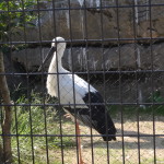 DSC04925