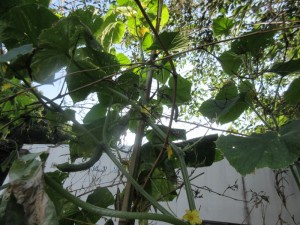 IMG_2962