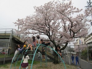 お花見