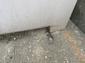 ねこしっぽ