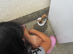 ねこ水飲み