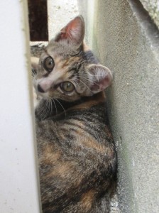 ねこ１