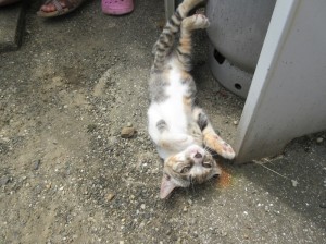 ねこ２