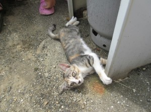ねこ３